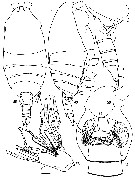 Espce Parascaphocalanus zenkevitchi - Planche 1 de figures morphologiques
