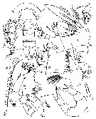 Espce Parascaphocalanus zenkevitchi - Planche 2 de figures morphologiques