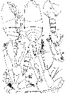 Espce Parascaphocalanus zenkevitchi - Planche 3 de figures morphologiques