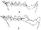 Espce Calanus helgolandicus - Planche 7 de figures morphologiques