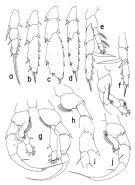 Espce Heterorhabdus habrosomus - Planche 2 de figures morphologiques