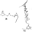 Espce Calanus glacialis - Planche 13 de figures morphologiques