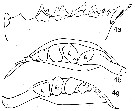 Espce Calanoides acutus - Planche 13 de figures morphologiques