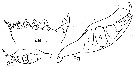 Espce Neocalanus gracilis - Planche 16 de figures morphologiques