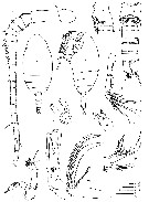 Espce Bradfordiella kurchatovi - Planche 1 de figures morphologiques
