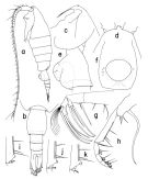 Espce Heterorhabdus egregius - Planche 1 de figures morphologiques