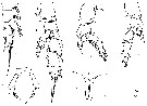 Espce Bradfordiella kurchatovi - Planche 2 de figures morphologiques