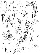 Espce Miheptneria abyssalis - Planche 1 de figures morphologiques
