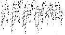 Espce Miheptneria abyssalis - Planche 2 de figures morphologiques