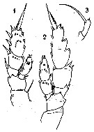 Espce Bradfordiella fowleri - Planche 4 de figures morphologiques