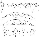 Espce Neocalanus plumchrus - Planche 26 de figures morphologiques