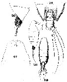 Espce Xanthocalanus agilis - Planche 2 de figures morphologiques