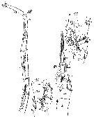 Espce Xanthocalanus agilis - Planche 7 de figures morphologiques