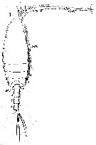 Espce Scolecithrix bradyi - Planche 15 de figures morphologiques