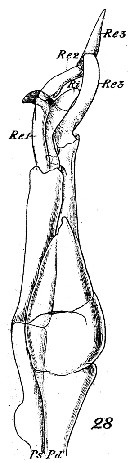 Espce Scolecithrix bradyi - Planche 17 de figures morphologiques