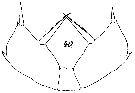 Espce Scolecithricella abyssalis - Planche 9 de figures morphologiques