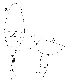 Espce Scolecithricella vittata - Planche 17 de figures morphologiques