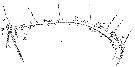 Espce Scolecithricella vittata - Planche 19 de figures morphologiques