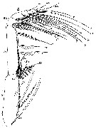 Espce Scolecithricella profunda - Planche 9 de figures morphologiques
