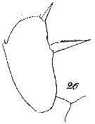 Espce Scolecithricella profunda - Planche 10 de figures morphologiques