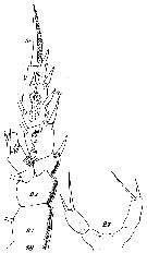 Espce Archescolecithrix auropecten - Planche 14 de figures morphologiques