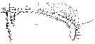 Espce Archescolecithrix auropecten - Planche 15 de figures morphologiques
