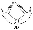 Espce Scolecithricella marginata - Planche 2 de figures morphologiques