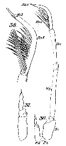Espce Scolecitrichopsis ctenopus - Planche 5 de figures morphologiques
