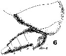 Espce Scolecithrix danae - Planche 20 de figures morphologiques