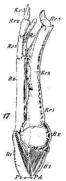 Espce Scolecithrix danae - Planche 23 de figures morphologiques