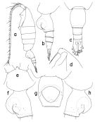 Espce Heterorhabdus prolatus - Planche 1 de figures morphologiques