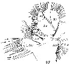 Espce Spinocalanus abyssalis - Planche 9 de figures morphologiques