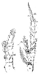 Espce Spinocalanus abyssalis - Planche 11 de figures morphologiques