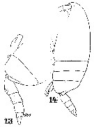 Espce Scolecithricella dentata - Planche 19 de figures morphologiques