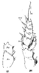Espce Scolecithricella dentata - Planche 20 de figures morphologiques