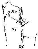 Espce Scolecithricella tenuiserrata - Planche 8 de figures morphologiques