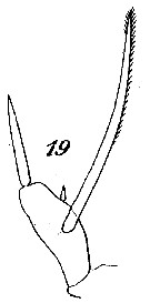 Espce Scaphocalanus longifurca - Planche 10 de figures morphologiques