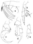Espce Heterorhabdus prolatus - Planche 2 de figures morphologiques