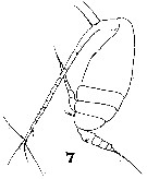 Espce Scolecithricella abyssalis - Planche 7 de figures morphologiques