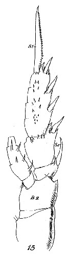 Espce Scolecithricella abyssalis - Planche 8 de figures morphologiques