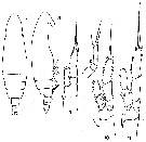 Espce Calocalanus tenuis - Planche 5 de figures morphologiques