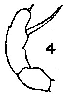 Espce Scolecithrix valens - Planche 2 de figures morphologiques