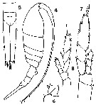Espce Lucicutia gemina - Planche 5 de figures morphologiques