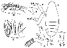 Espce Euaugaptilus humilis - Planche 5 de figures morphologiques