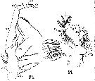 Espce Gaetanus miles - Planche 8 de figures morphologiques
