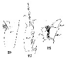 Espce Gaetanus miles - Planche 9 de figures morphologiques