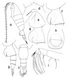 Espce Heterorhabdus guineanensis - Planche 1 de figures morphologiques