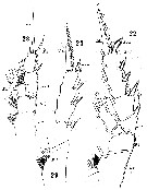 Espce Gaetanus armiger - Planche 9 de figures morphologiques
