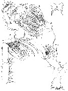 Espce Aetideus giesbrechti - Planche 17 de figures morphologiques