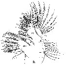 Espce Aetideus giesbrechti - Planche 18 de figures morphologiques